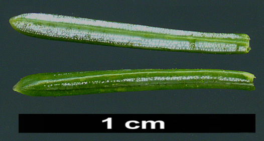 High resolution image: Family: Pinaceae - Genus: Picea - Taxon: ×mariorika (P.mariana × P.omorika)
